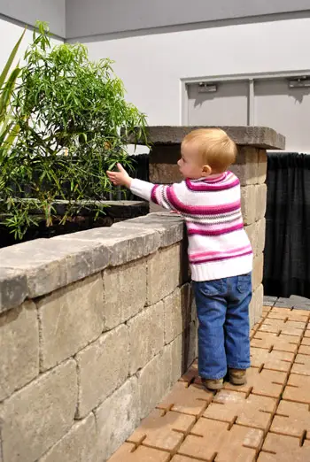 ХомеСхов Цлара Плант