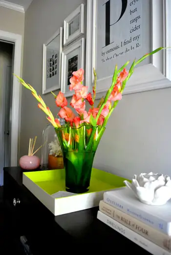 Gladiolis Obrázek 2