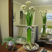 Paperwhites ültetése
