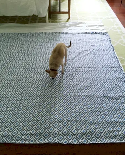 Split-dekbed-op-de-grond-Chihuahua-inspectie