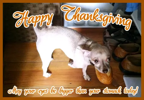 Thanksgiving-hälsning med chihuahua som håller en mun full bröd