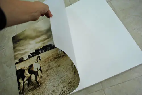 Spray-montage paarden