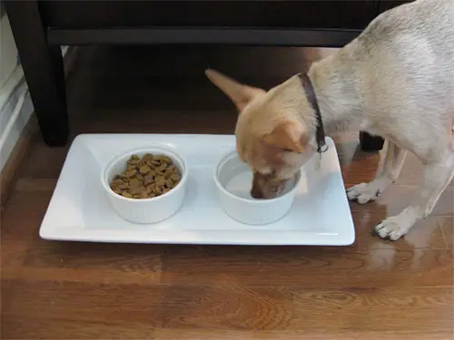 burger-tabak-köpek-tabak-kase-seramik