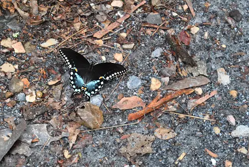 NatBridge-vlinder in het wild