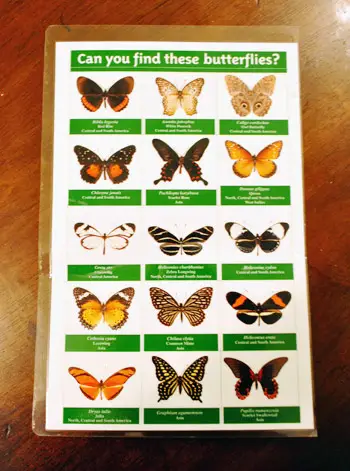 Vlinders origineel blad