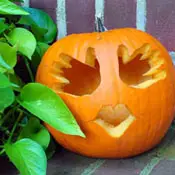 Duygusal Balkabağı