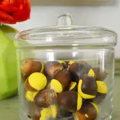 Proje Tatil Meşe Palamudu