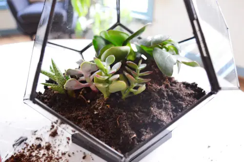 Stap planten