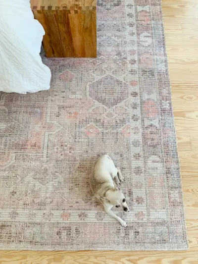 Chihuahua zittend op West Elm Pink Vintage subtiel tapijt in de slaapkamer