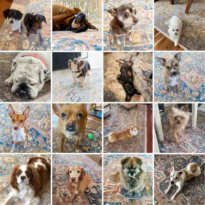 Collage van verschillende honden zittend op een magisch traditioneel tapijt | NuLoom Vintage Harriet Medallion Fringe Area Rug