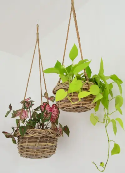 Twee planten in geweven manden die aan het plafond hangen