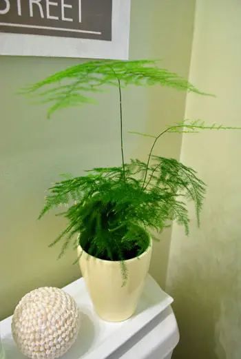 Bagno con piante di asparagi3