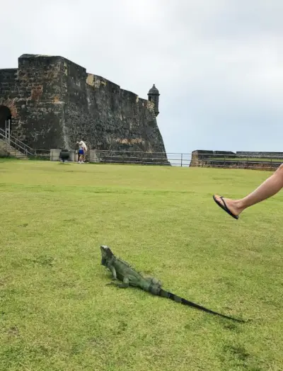 Kastelenleguaan van Puerto Rico