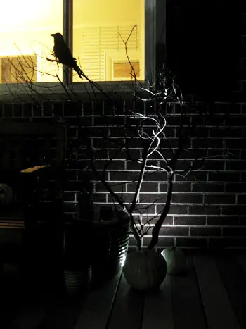 Halloween veranda Night Branc