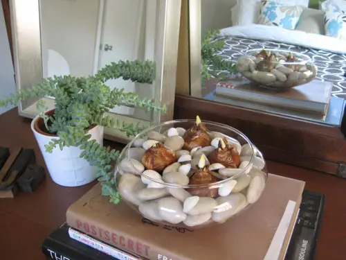 Paperwhite-bollen planten