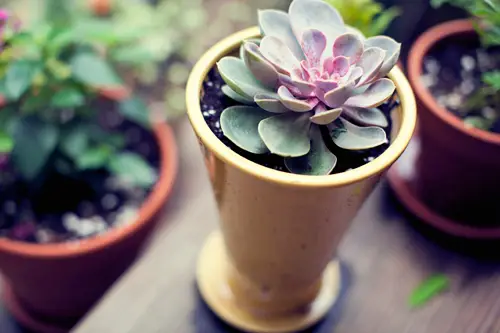 Garden Redo Suckulent