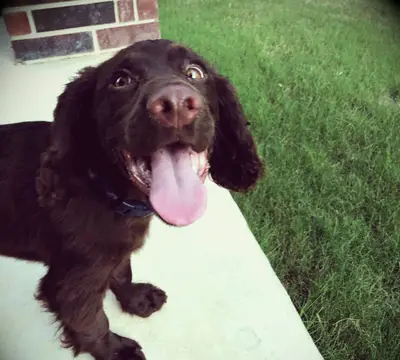A smiling English Spaniel that was adopted by KIM