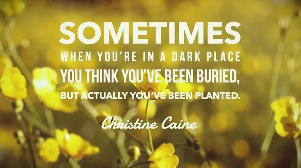 a field of yellow flowers