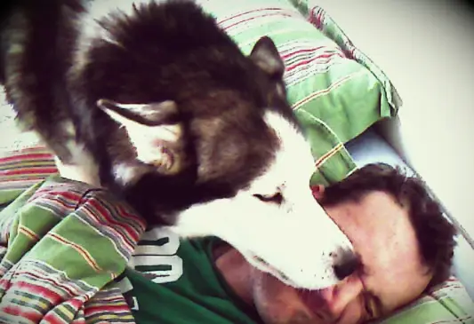 A Siberian Husky licking a man