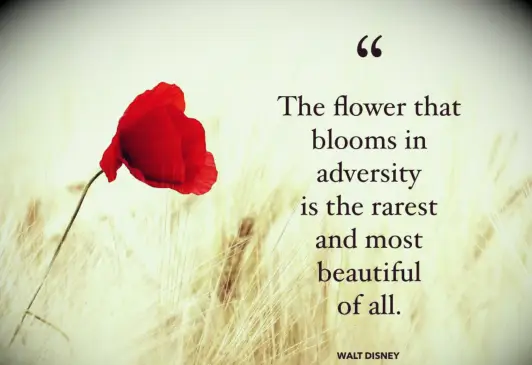 A red poppy blooming in a field of wheat representing spiritual struggles.