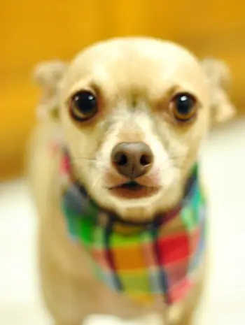 버거 반다나 흐릿함