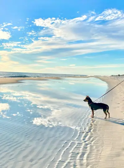 Penny de Chorkie staande op de getijdenpoel op het strand met wolken