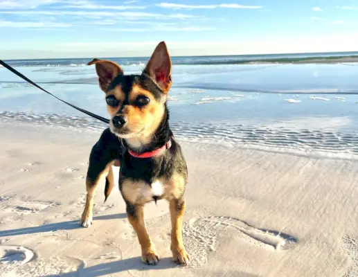 Penny staat in het zand op het strand
