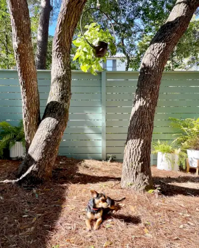 Kleine hond ontspannen in de tuin onder eikenbomen