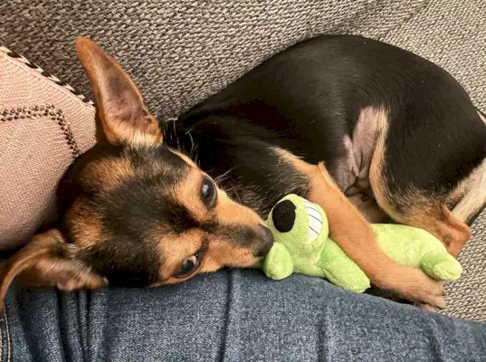 Penny de Chorkie slaapt met groen hondenspeeltje