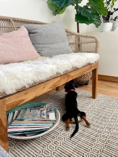 Penny de Chorkie ligt met de benen uitgestrekt onder een geweven bank