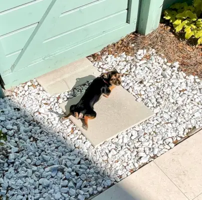 Penny de chihuahua-yorkie ligt plat op een terrasbestratingsmachine