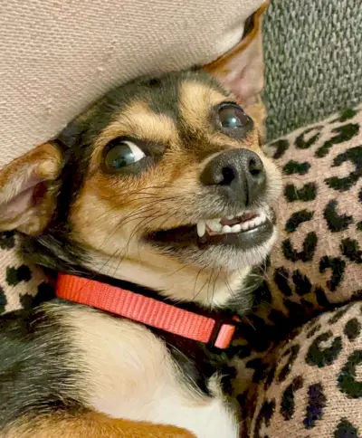 Chihuahua yorkie mix hond grijnzend met ontblote tanden