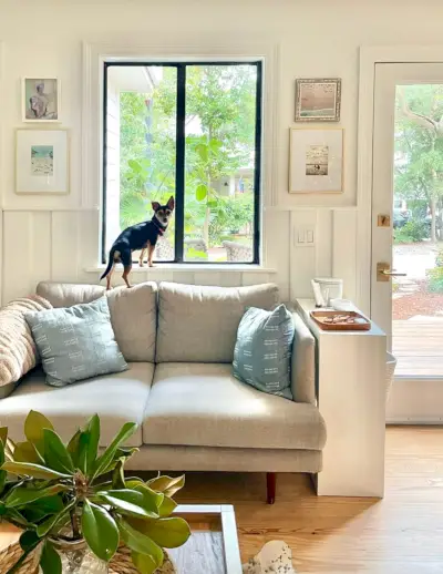 Kleine hond staat in de vensterbank op een loveseat in de keuken