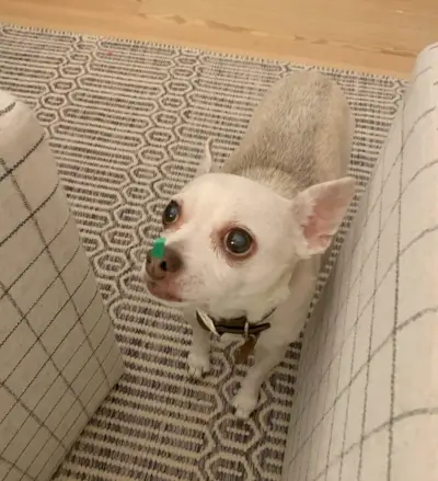 Burger de chihuahua met groene confetti op zijn neus geplakt