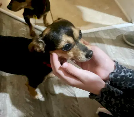 Kleine chihuahua yorkie-mix met bruine en zwarte kleuren