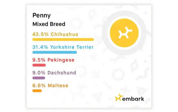 Begin met de identificatieresultaten van hondenrassen