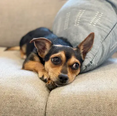 Chihuahua Yorkie Mix jonge hond met bruine en zwarte kleuren