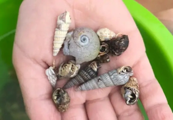 kleine heremietkreeften gevonden op het strand van Cape Charles