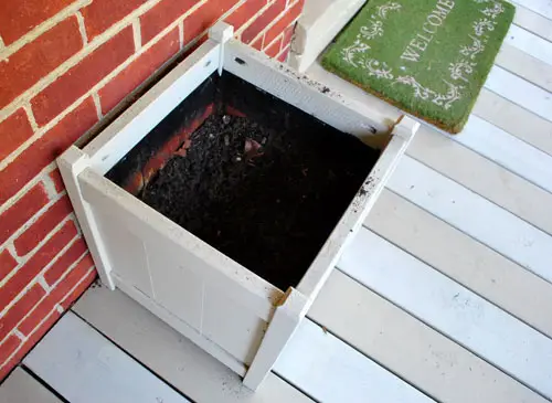 Dood Verandavuil In Pot