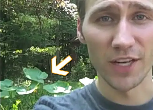 Pompoen Video Screenshot
