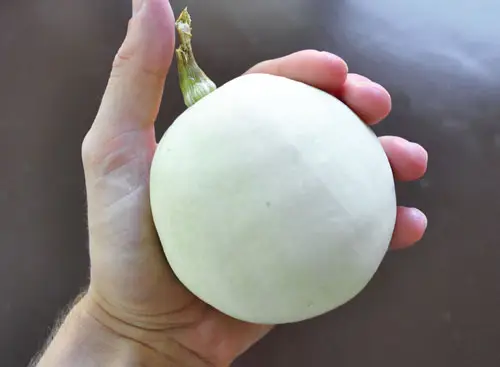 Pompoenen In De Hand Gehouden