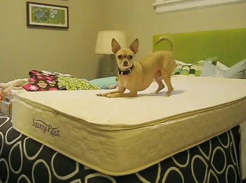 Cribs Burgermatras 2