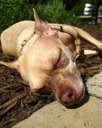 Alvó Chihuahua Dog Gard