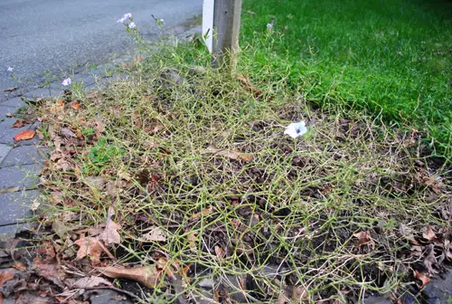 MailMums vóór sluitingstijd