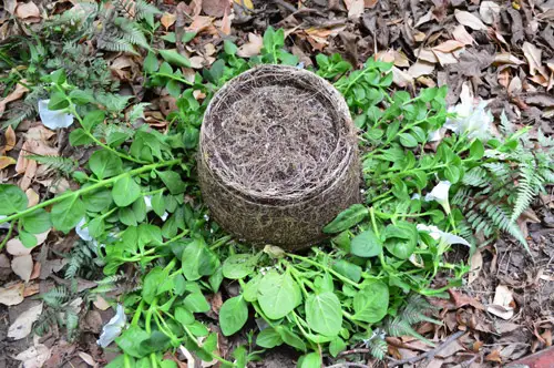 Kutije za prozore 9 Izbačen cvijet