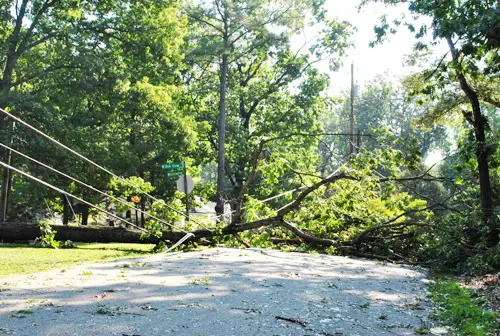 Irene Tree over elektriciteitskabels