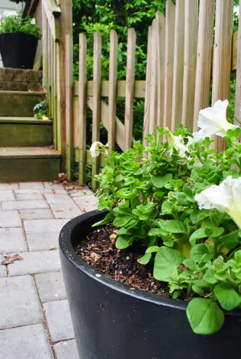 Biljke 15 posuda sa strane