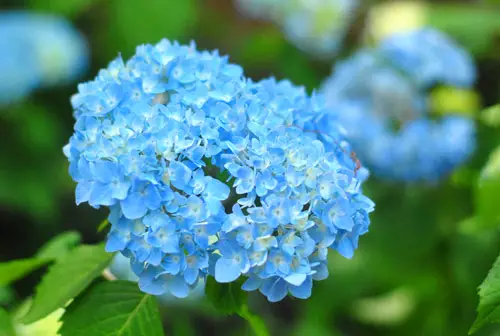 애디론댁 수국