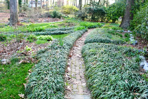 Lauke Monkey Grass Crazy