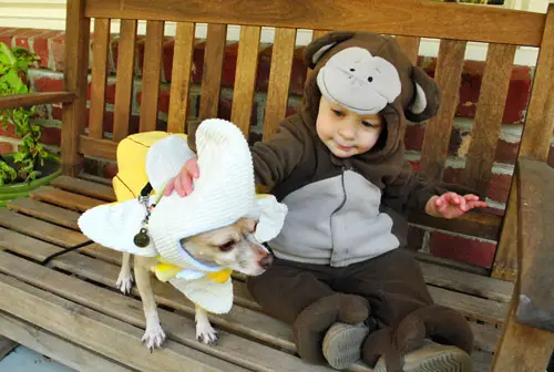 Jelmezek Petting Burger